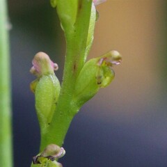 Microtis orbicularis