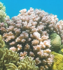 Pocillopora
