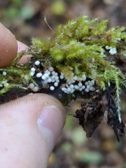 Arcyria cinerea