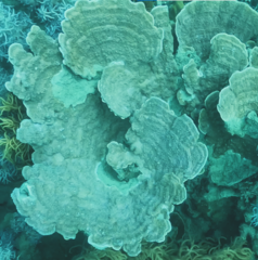 Montipora