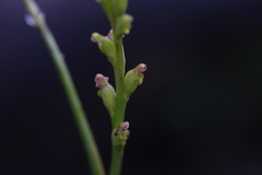 Microtis orbicularis