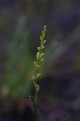 Microtis orbicularis