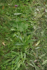 Cirsium canum