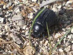 Pimelia bipunctata