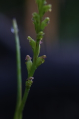 Microtis orbicularis