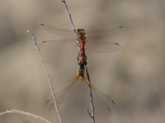 Sympetrum fonscolombii