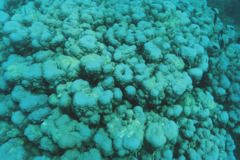 Porites rus