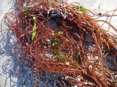 Sarcodiotheca
