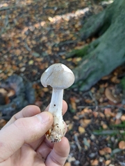 Amanita australis