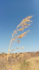 Chrysopogon serrulatus