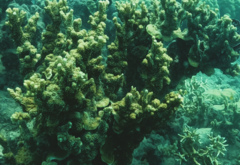Montipora