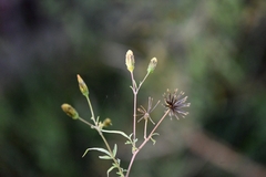 Bidens subalternans