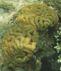 Lobophyllia