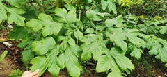 Tacca leontopetaloides