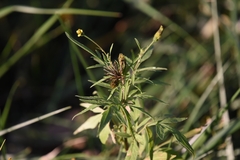 Bidens subalternans