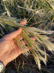 Andropogon floridanus