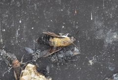 Macroglossum bombylans