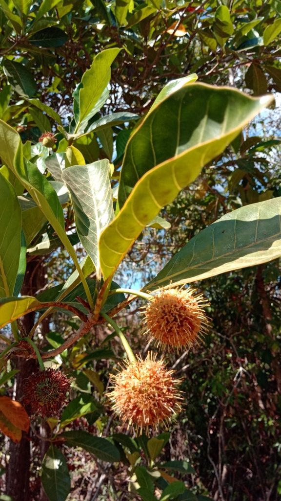 Breonia tsaratananensis
