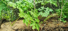 Tacca leontopetaloides