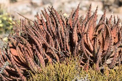 Aloe melanacantha