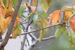 Phylloscopus proregulus