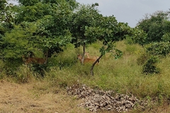 Boselaphus tragocamelus