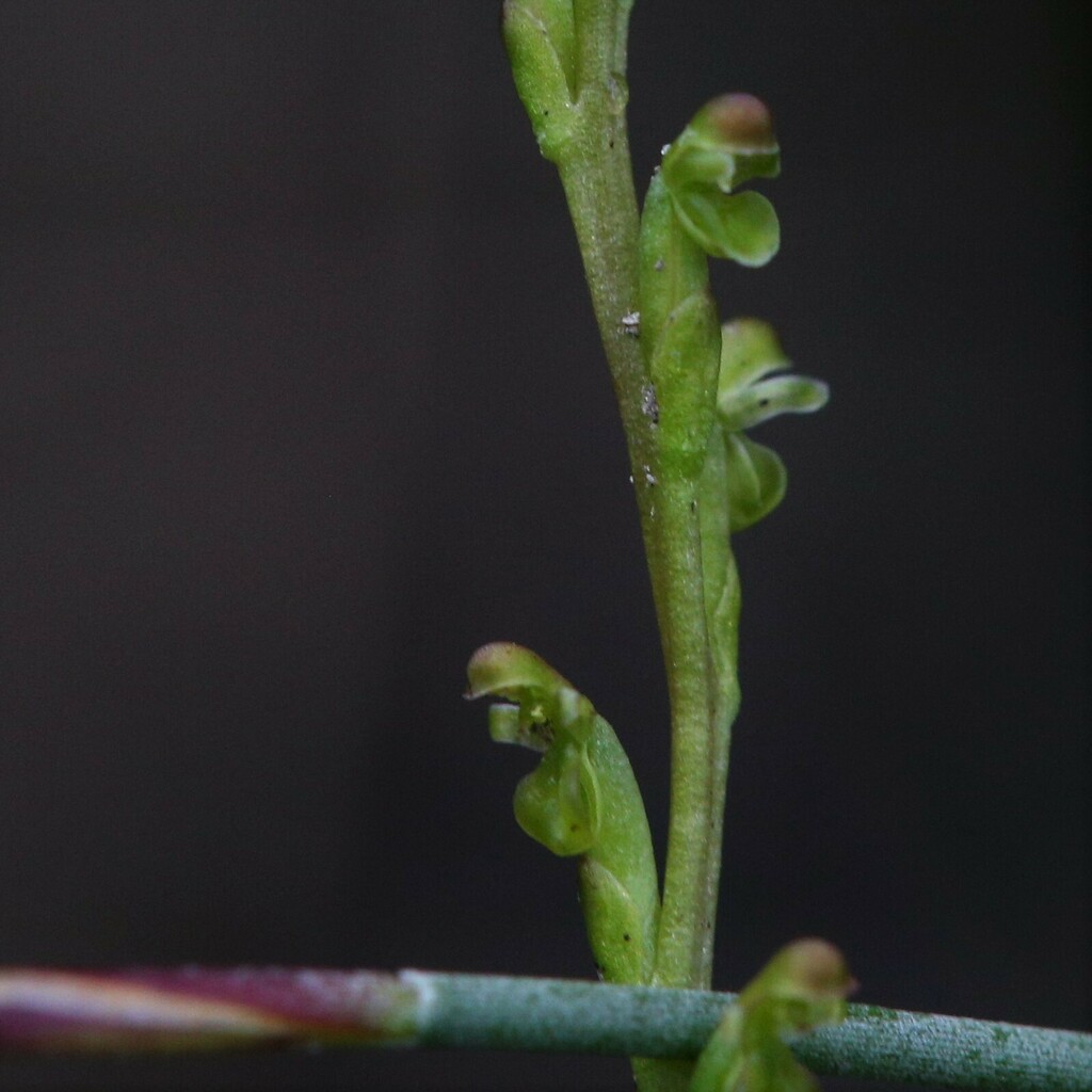 Microtis orbicularis