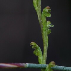 Microtis orbicularis