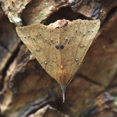 Hypena strigata