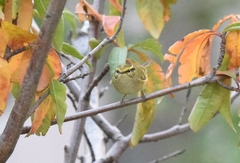 Phylloscopus proregulus
