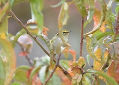 Phylloscopus proregulus