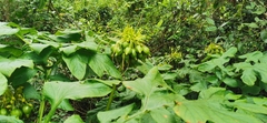 Tacca leontopetaloides