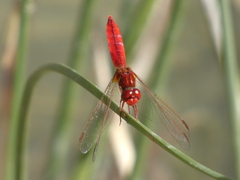Crocothemis erythraea