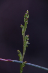 Microtis orbicularis