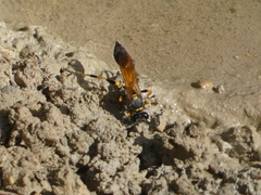 Sceliphron madraspatanum