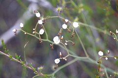 Drosera gigantea