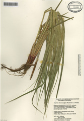 Carex trichocarpa