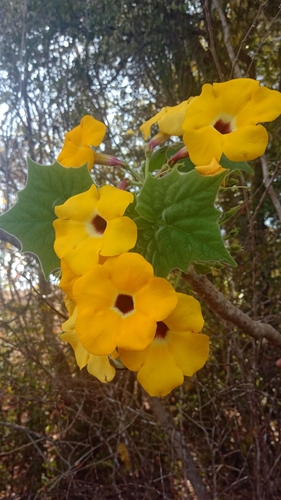 Uncarina ihlenfeldtiana