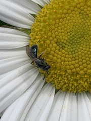 Lasioglossum coeruleum