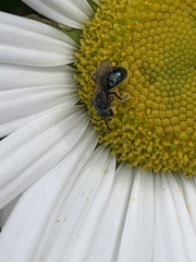 Lasioglossum coeruleum