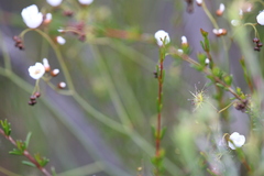 Drosera gigantea