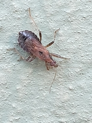 Himacerus mirmicoides