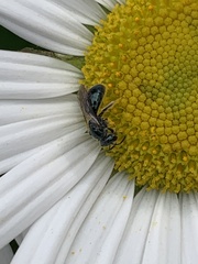 Lasioglossum coeruleum