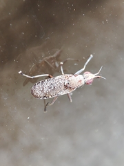 Euthycera cribrata