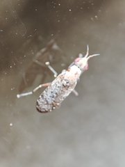 Euthycera cribrata
