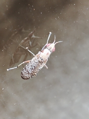 Euthycera cribrata