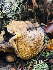 Scleroderma citrinum