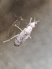 Euthycera cribrata