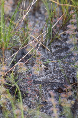 Drosera platypoda