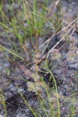 Drosera platypoda